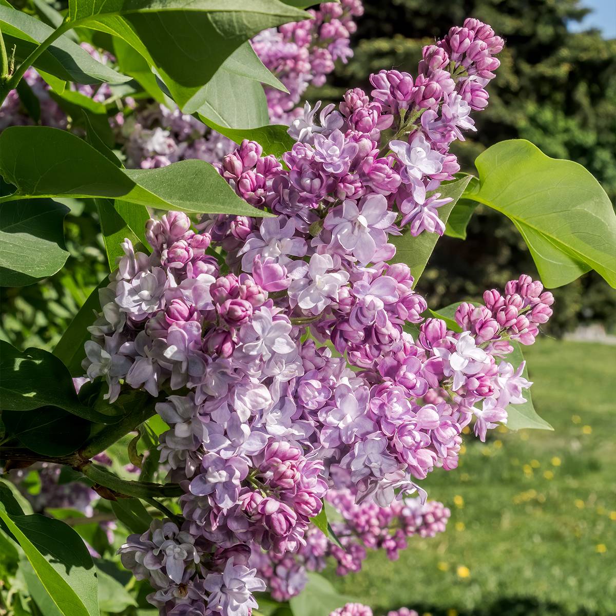 Lilas commun - Syringa vulgaris Kindy Rose Pot de 4L/5L - Image 1