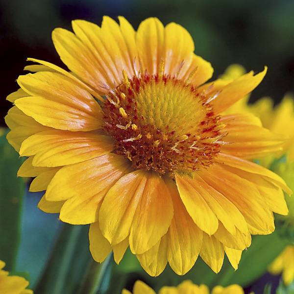 Graines de Gaillarde vivace Arizona Apricot  le sachet de 25 graines environ