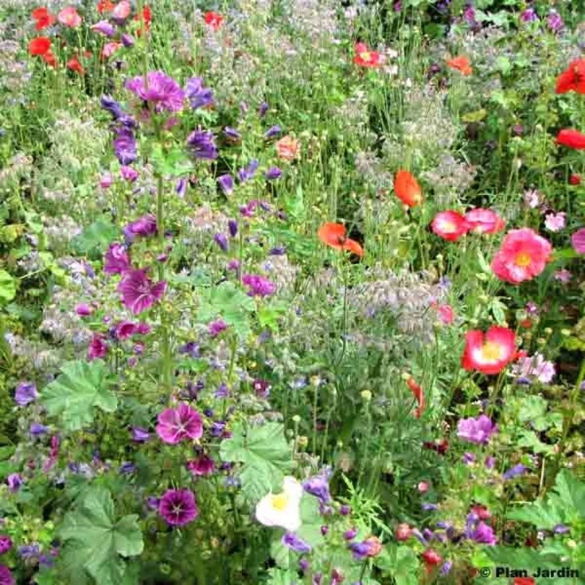 Promesse de Fleurs - Mélange pour zones ombragées  pour 3 m?