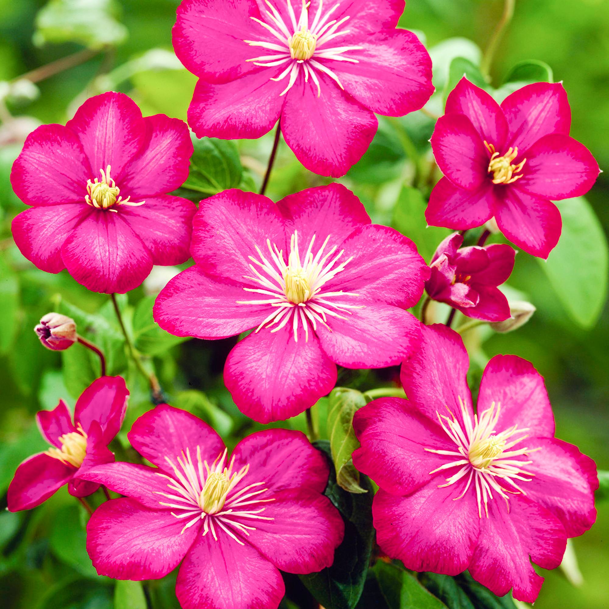 Gardenersdream - Clématite 'Ville de Lyon' arbuste florifère grimpant à feuilles caduques en pot - GardenersDream - Imagen 1