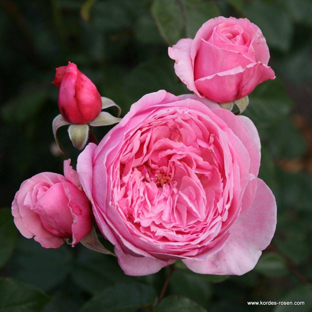 Rosier grimpant Parfuma Kiss me Kate Pot de 4L/5L