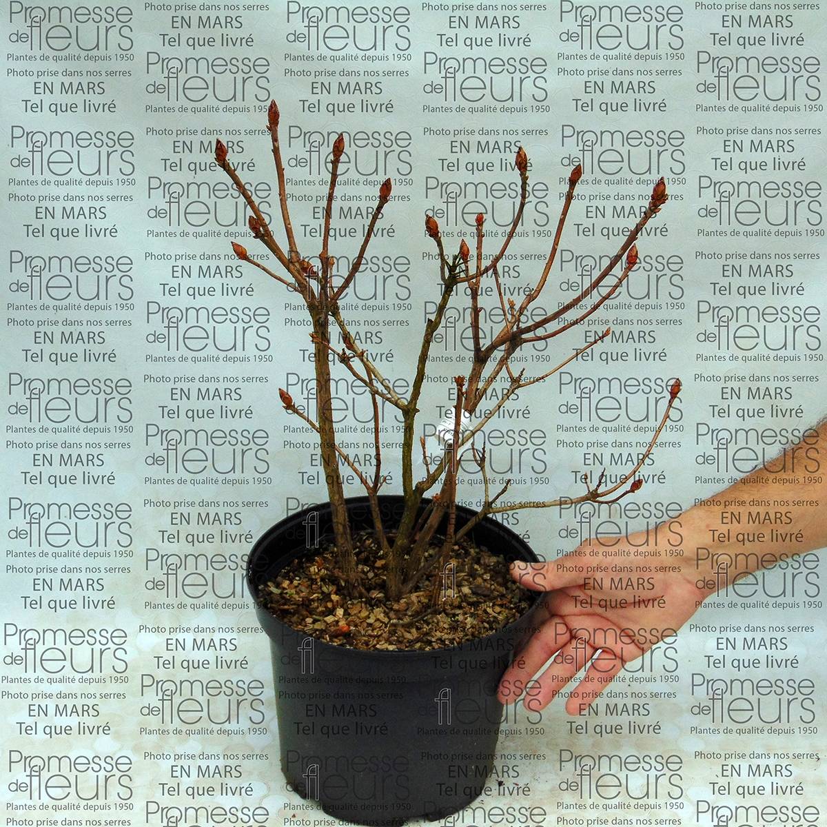 Azalée de Chine Klondyke - Azalea mollis Pot de 4L/5L - Image 1