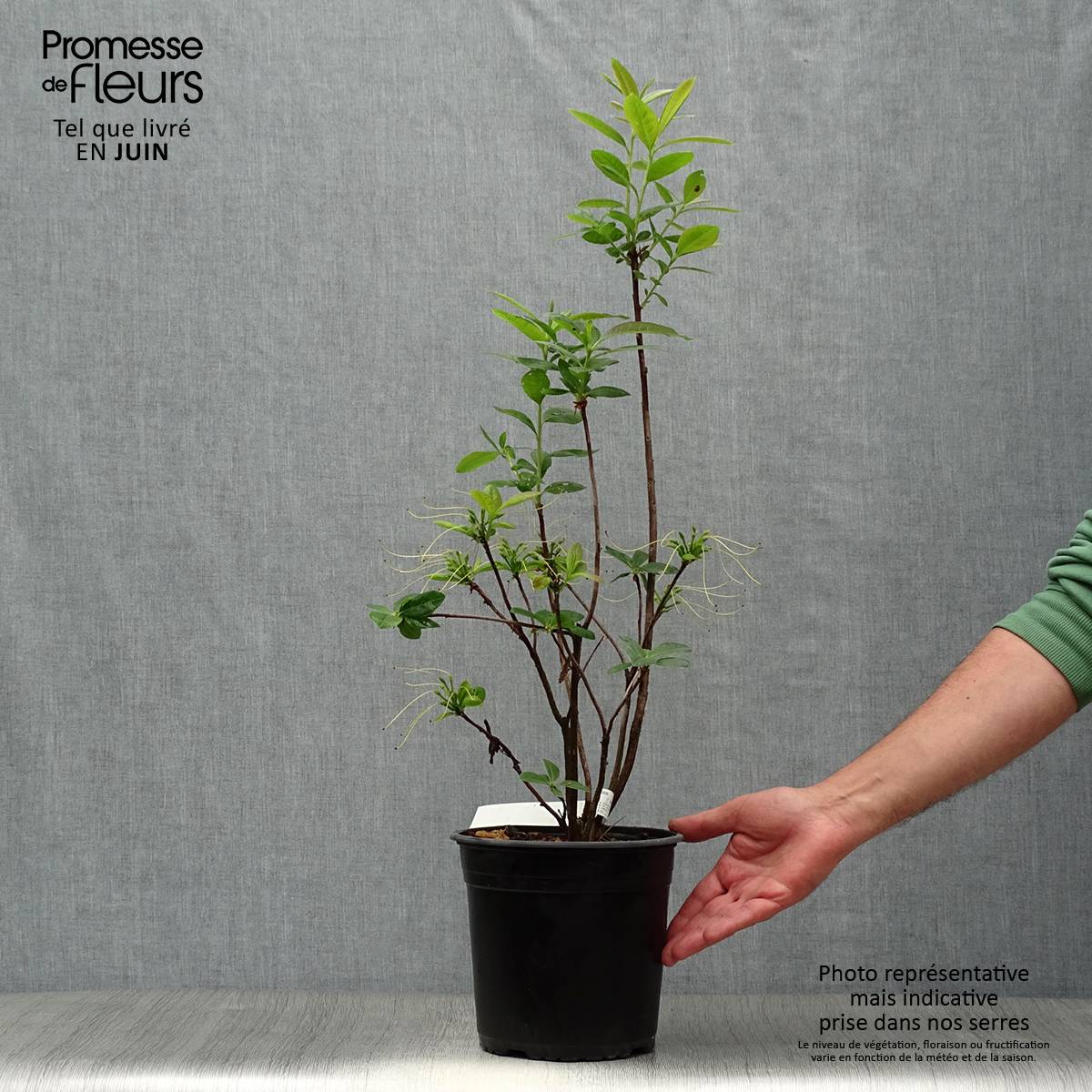 Azalée de Chine Klondyke - Azalea mollis Pot de 4L/5L - Image 2