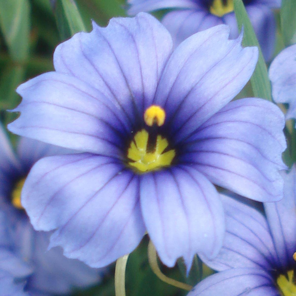 Sisyrinchium angustifolium Devon Skies Godet de 8/9 cm