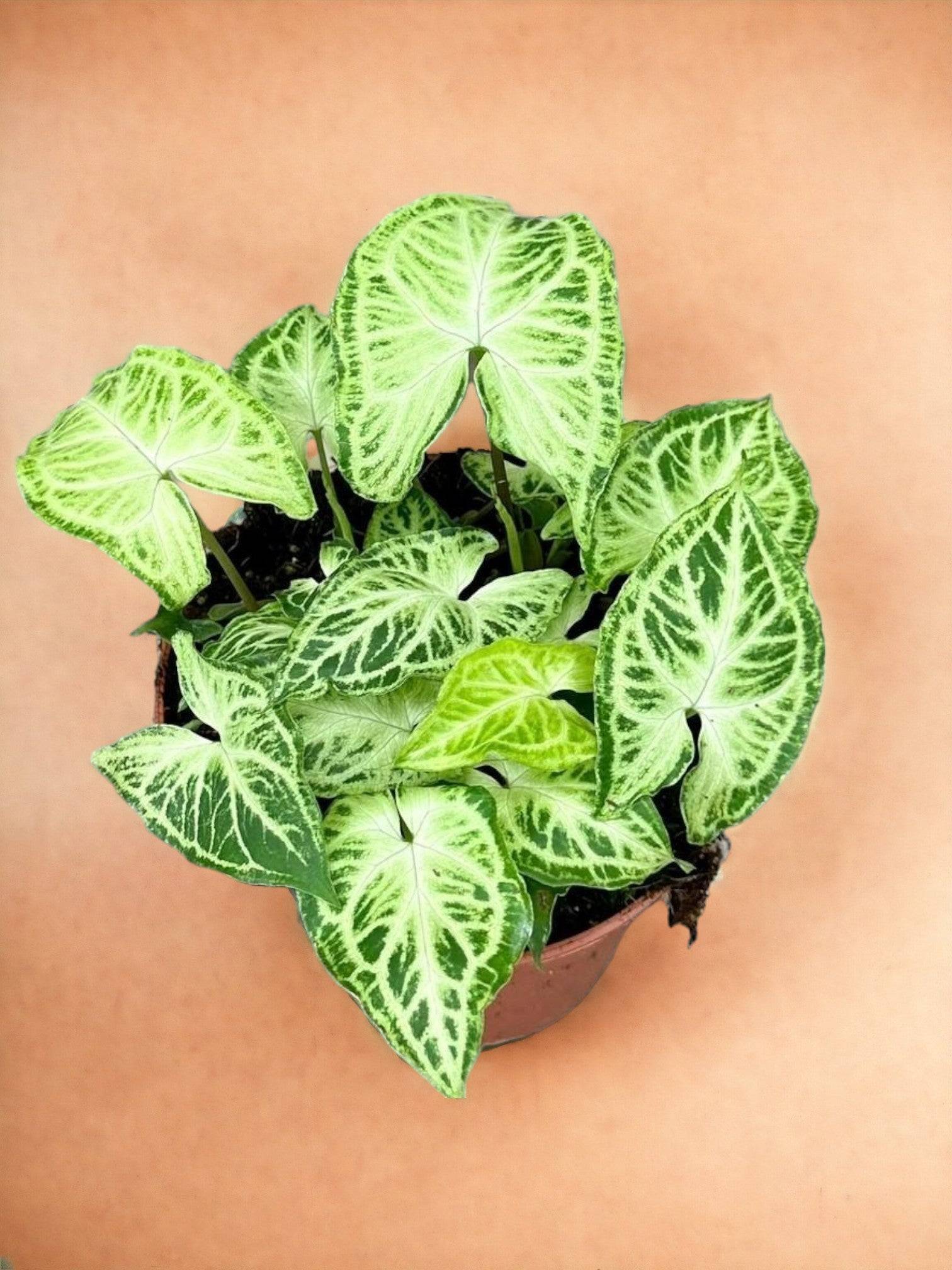 Syngonium Batik- La Green Touch