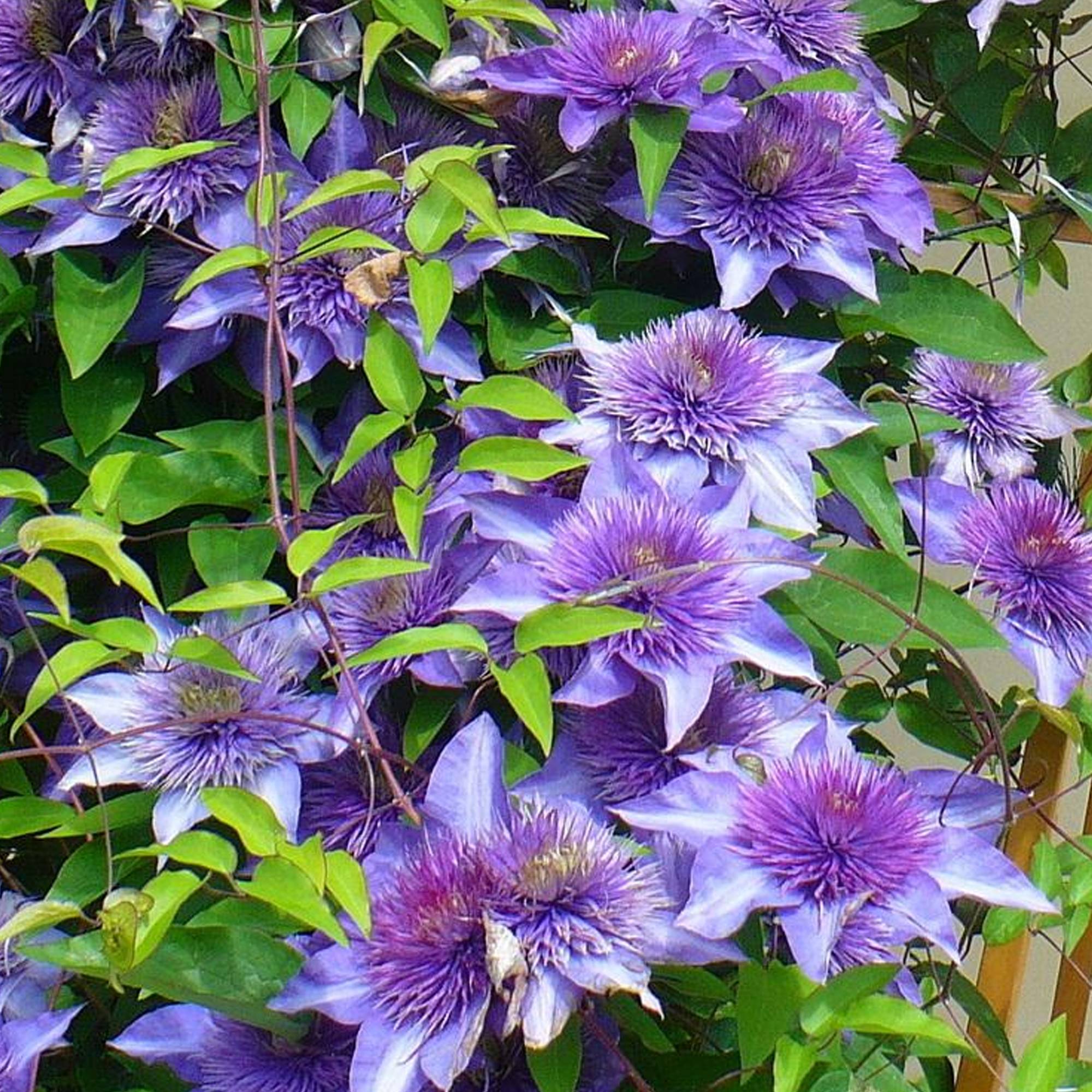Gardenersdream - Clématite 'Bleu Multiple' arbuste grimpant compact à feuilles caduques et fleurs bleues - GardenersDream - Imagen 3
