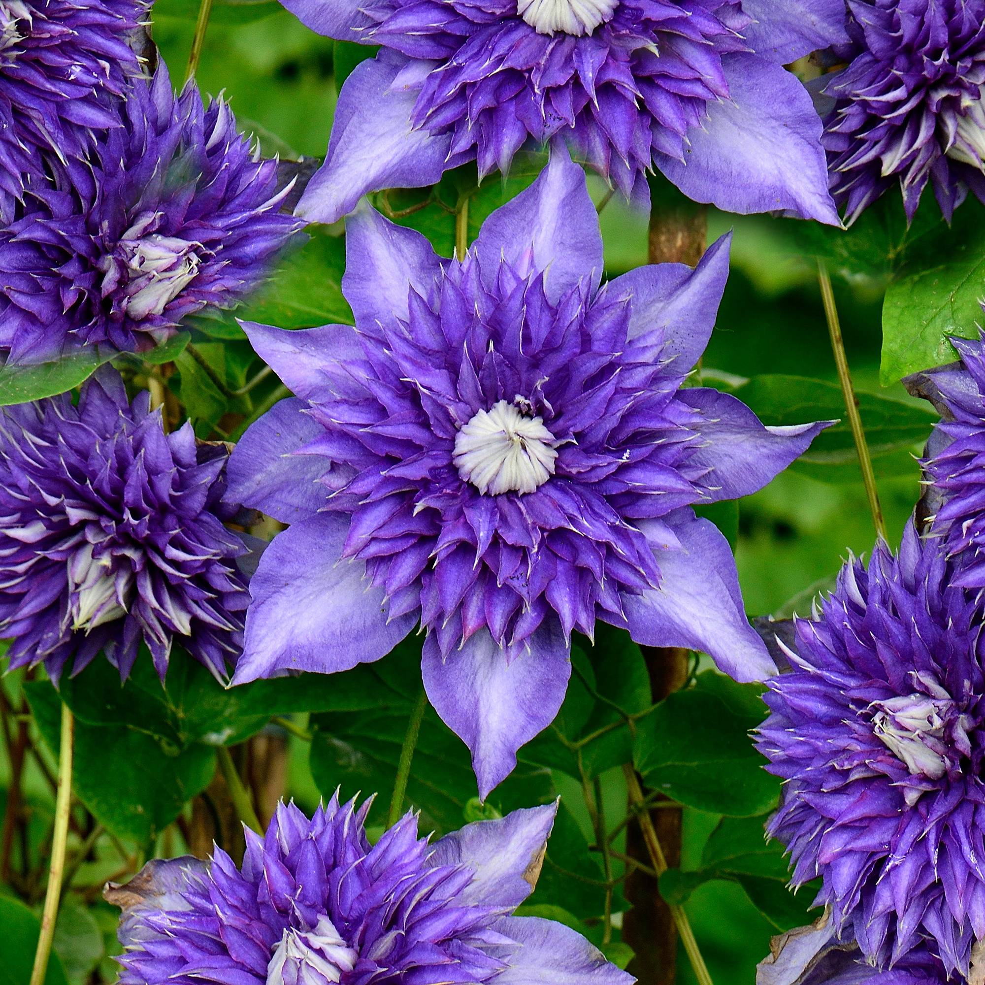 Gardenersdream - Clématite 'Bleu Multiple' arbuste grimpant compact à feuilles caduques et fleurs bleues - GardenersDream - Imagen 1