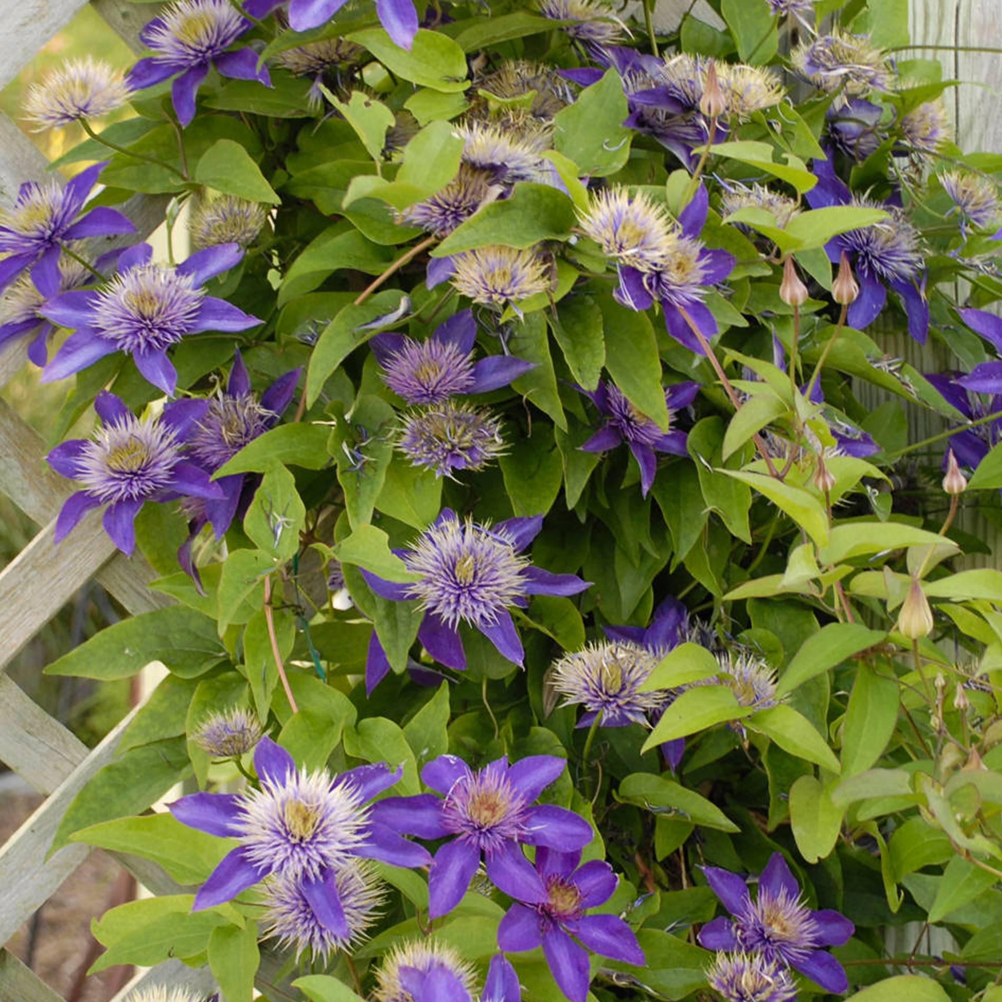 Gardenersdream - Clématite 'Bleu Multiple' arbuste grimpant compact à feuilles caduques et fleurs bleues - GardenersDream - Imagen 2