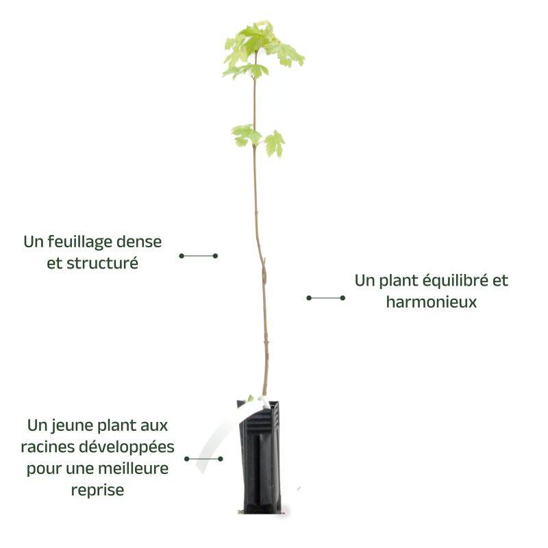 Érable plane (Acer platanoides) - Godet - Taille 15/30cm - Pépinières Naudet - Image 4
