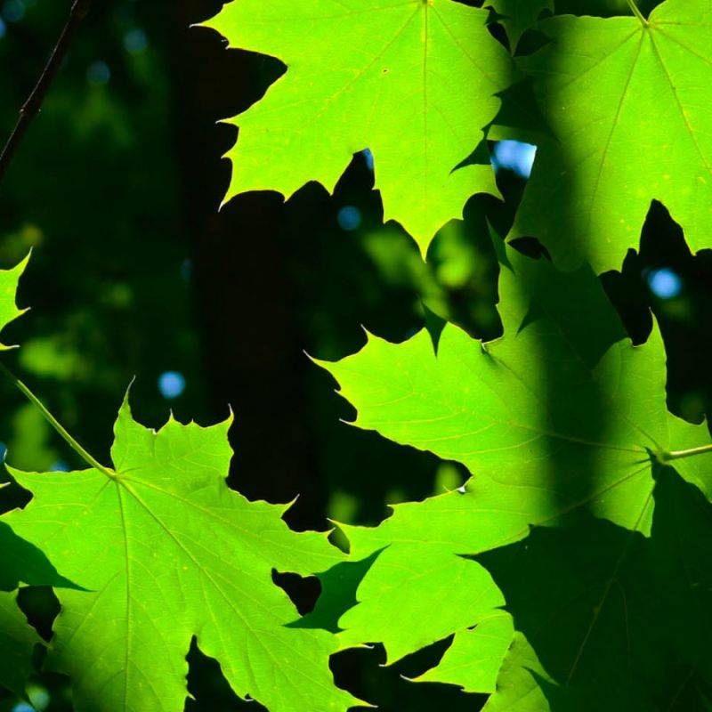 Érable plane (Acer platanoides) - Godet - Taille 15/30cm - Pépinières Naudet - Image 2