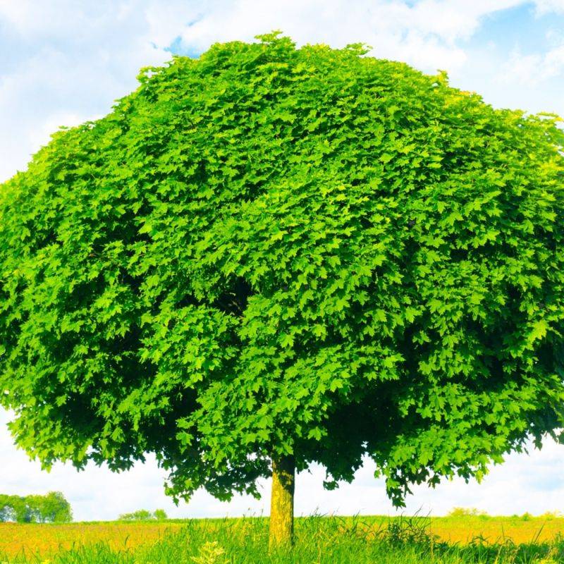 Érable plane (Acer platanoides) - Godet - Taille 15/30cm - Pépinières Naudet - Imagen 1