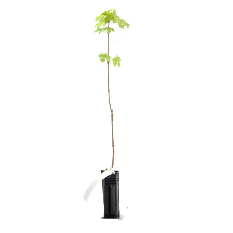 Érable plane (Acer platanoides) - Godet - Taille 15/30cm - Pépinières Naudet - Imagen 3