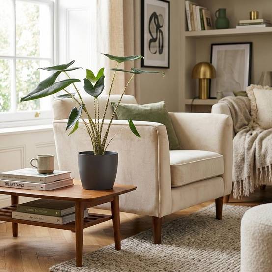 Oreille D'éléphant - H75cm - Image 1