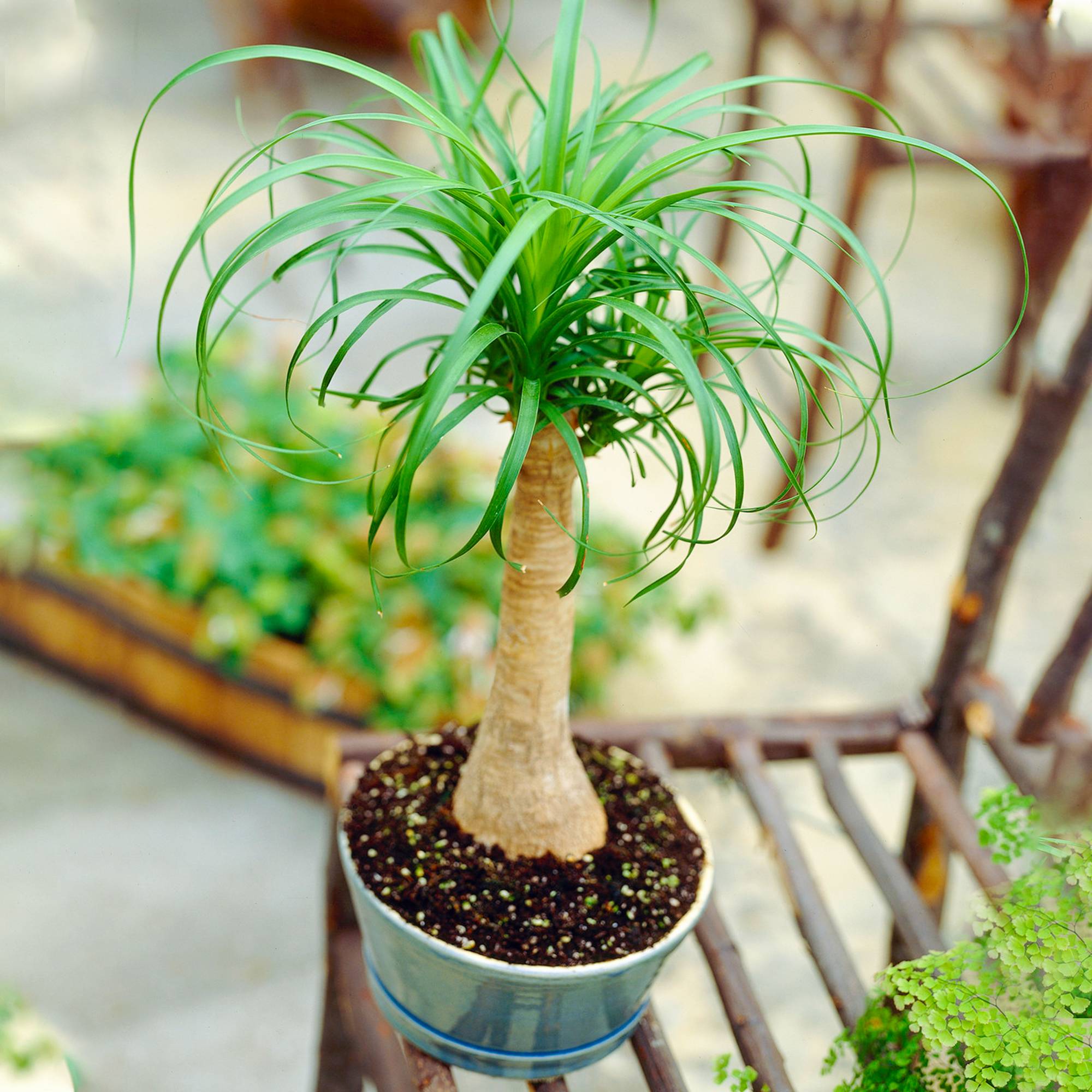 Gardenersdream - 1 X Beaucarnea Recurvata Pied D'Éléphant Pour L’Intérieur De 40 À 50 Cm Avec Pot - GardenersDream - Imagen 1