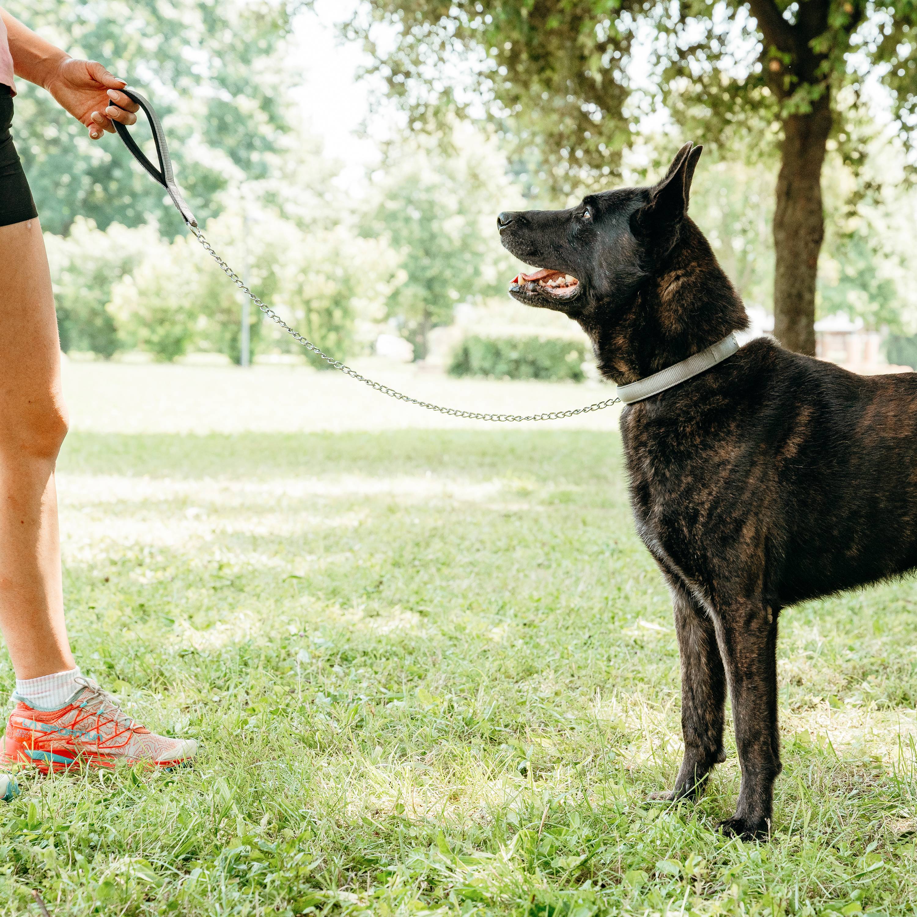 Ferplast - Laisse pour chien Ferplast DAYTONA, Laisse courte pour chiens de taille moyenne, chaîne métallique anti-morsure, poignée confortable en nylon, - Imagen 5