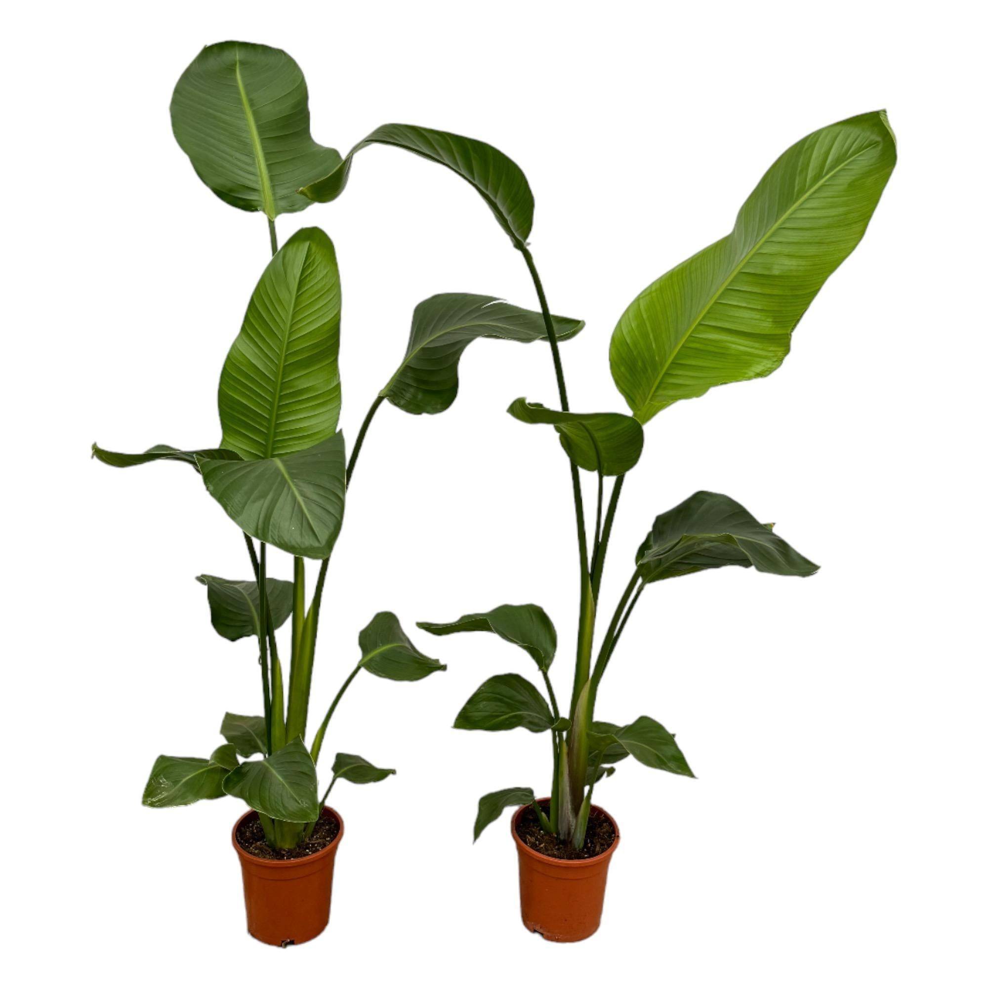 La Green Touch - Strelitzia Nicolai - D17 H100cm