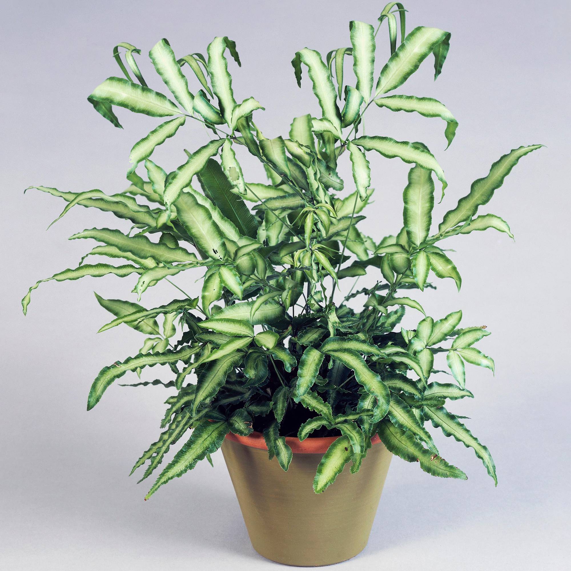 Gardenersdream - Pteris Albolineata | Pteris De Crête | Fougère D’Intérieur De 25 À 35 Cm En Pot - GardenersDream - Image 1