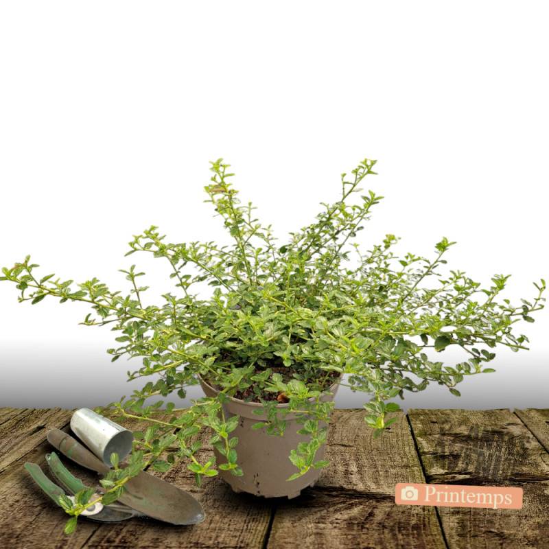 Céanothe, Lilas de Californie rampante à fleurs Bleue - feuillage Persistant - Pot de 7,5L - 40/60 cm-  hauteur à maturité De 0,50 m à 1,00 m - Imagen 5