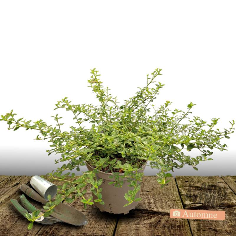 Céanothe, Lilas de Californie rampante à fleurs Bleue - feuillage Persistant - Pot de 7,5L - 40/60 cm-  hauteur à maturité De 0,50 m à 1,00 m - Imagen 2