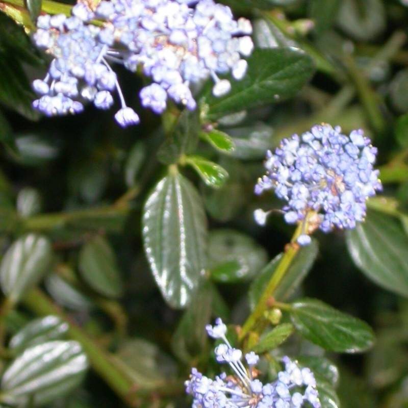 Céanothe, Lilas de Californie rampante à fleurs Bleue - feuillage Persistant - Pot de 7,5L - 40/60 cm-  hauteur à maturité De 0,50 m à 1,00 m - Imagen 1