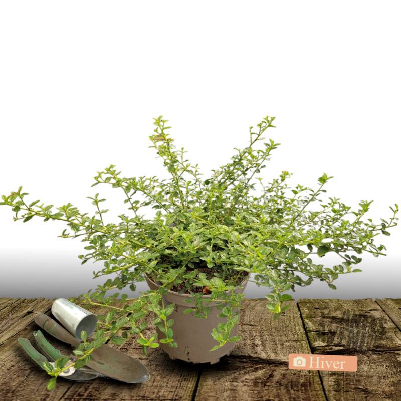 Céanothe, Lilas de Californie rampante à fleurs Bleue - feuillage Persistant - Pot de 7,5L - 40/60 cm-  hauteur à maturité De 0,50 m à 1,00 m - Imagen 4