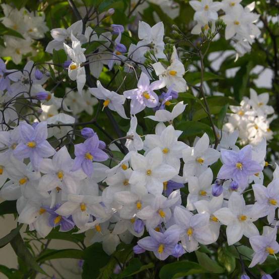 Solanum, Morelle faux jasmin à fleurs Blanche - feuillage Caduc - Pot de 3L - Echelle bambou 60/120 cm- hauteur à maturité De 2,50 m à 3,00 m - Image 4