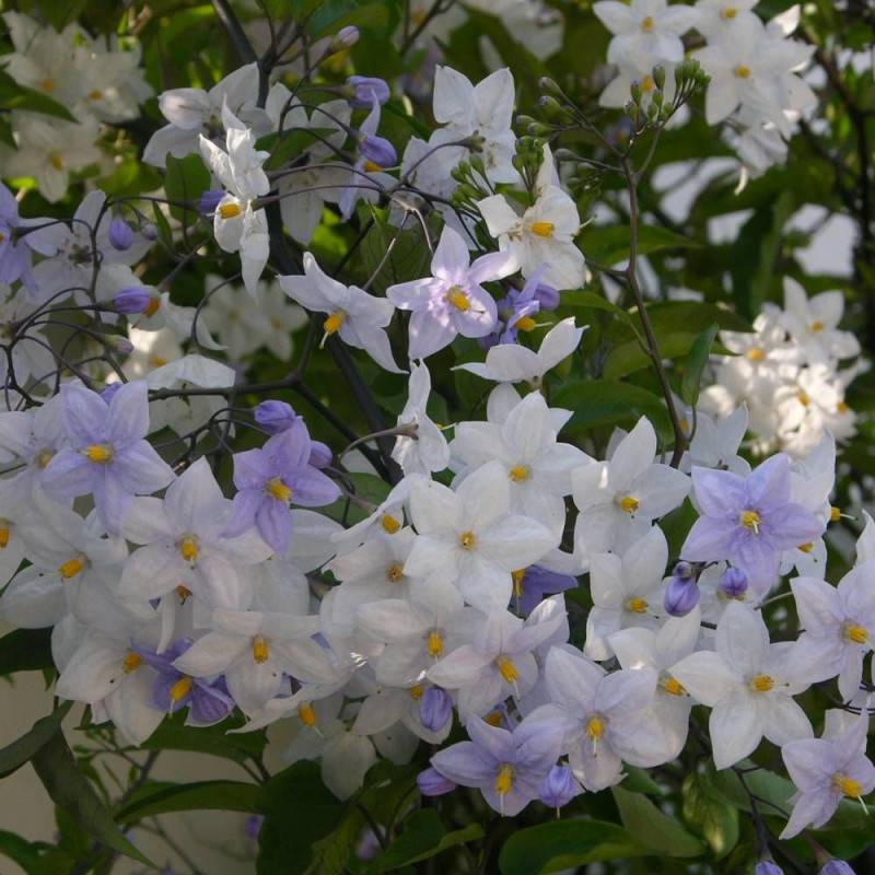 Solanum, Morelle faux jasmin à fleurs Blanche - feuillage Caduc - Pot de 3L - Echelle bambou 60/120 cm-  hauteur à maturité De 2,50 m à 3,00 m - Imagen 4