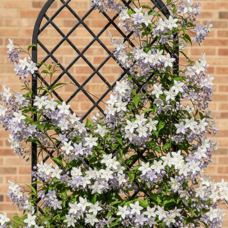 Solanum, Morelle faux jasmin à fleurs Blanche - feuillage Caduc - Pot de 3L - Echelle bambou 60/120 cm-  hauteur à maturité De 2,50 m à 3,00 m - Imagen 5