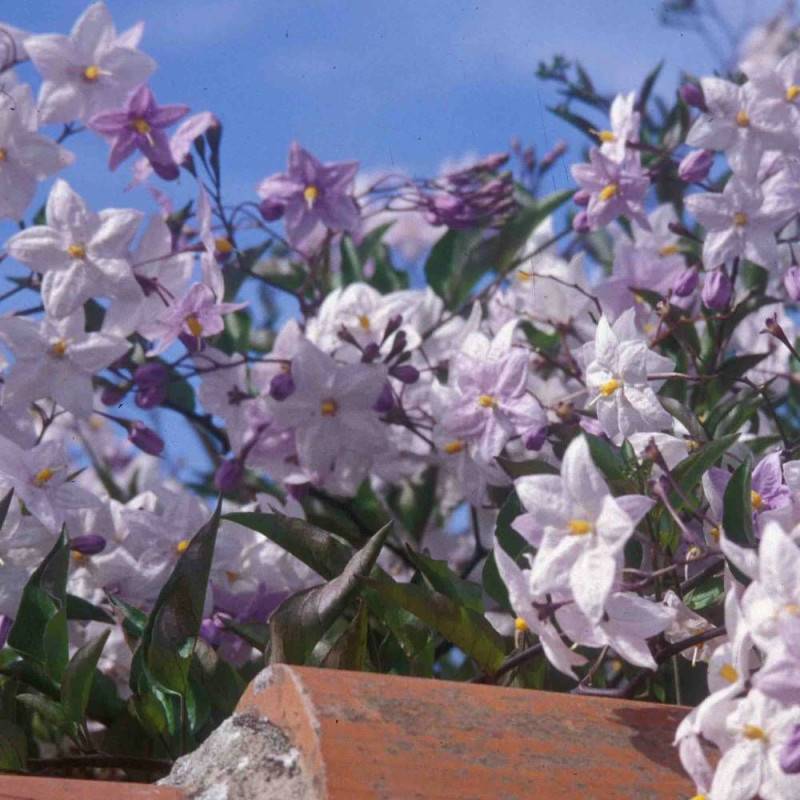 Solanum, Morelle faux jasmin à fleurs Blanche - feuillage Caduc - Pot de 3L - Echelle bambou 60/120 cm-  hauteur à maturité De 2,50 m à 3,00 m - Imagen 1