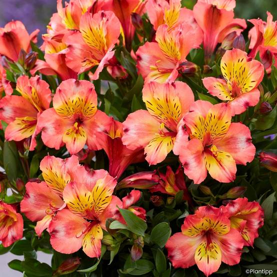 Promesse de Fleurs - Alstroemeria Incalys Salmon - Lis des Incas Pot de 1L/1,5L