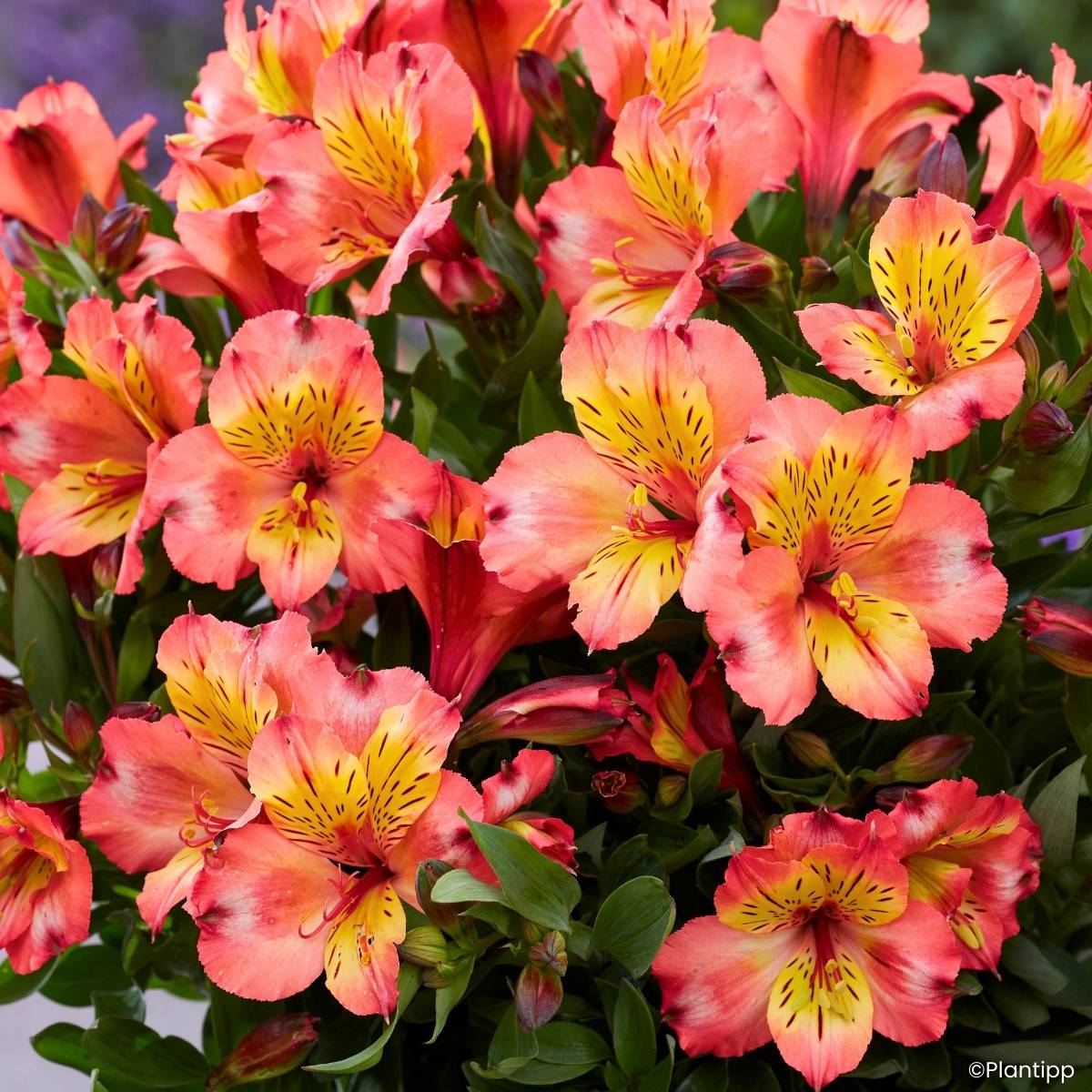 Promesse de Fleurs - Alstroemeria Incalys Salmon - Lis des Incas Pot de 1L/1,5L