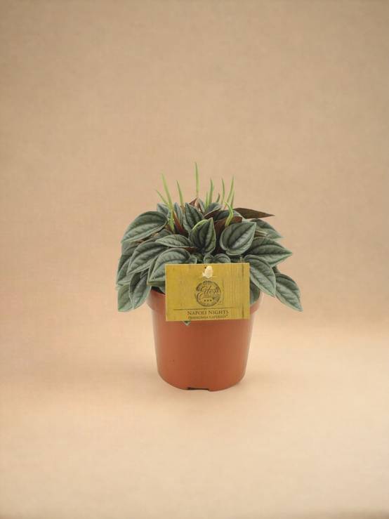 Peperomia Napoli Nights 15cm - Plante d'intérieur- La Green Touch - Image 2
