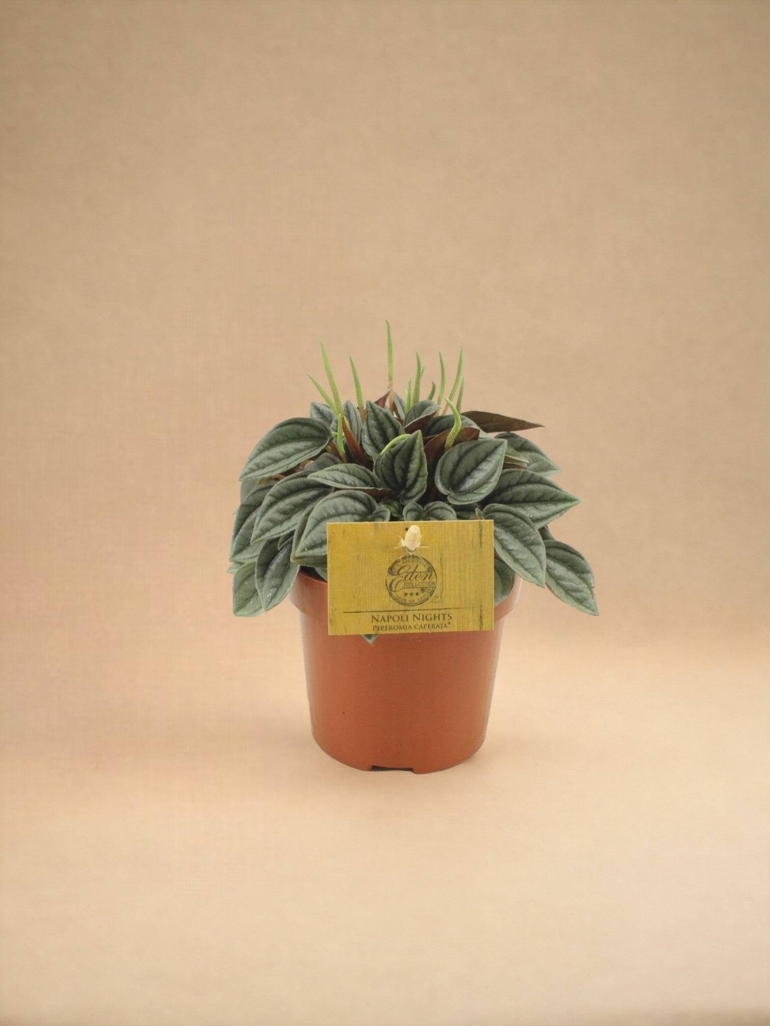 Peperomia Napoli Nights 15cm - Plante d'intérieur- La Green Touch - Image 2