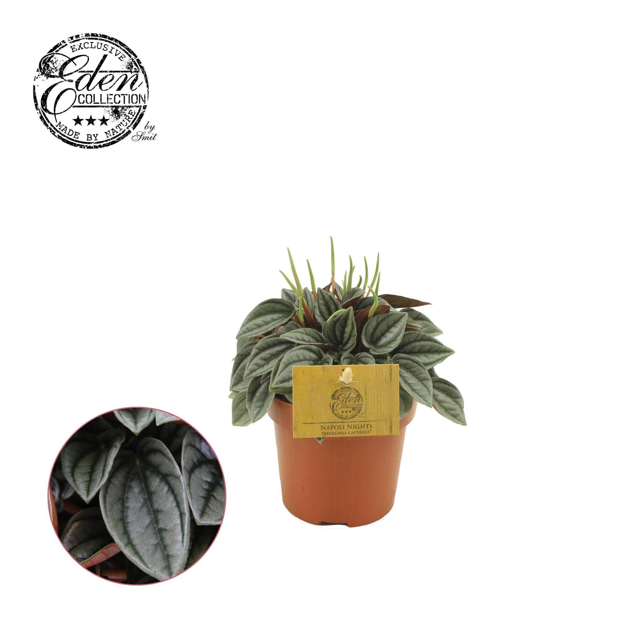 Peperomia Napoli Nights 15cm - Plante d'intérieur- La Green Touch - Image 1