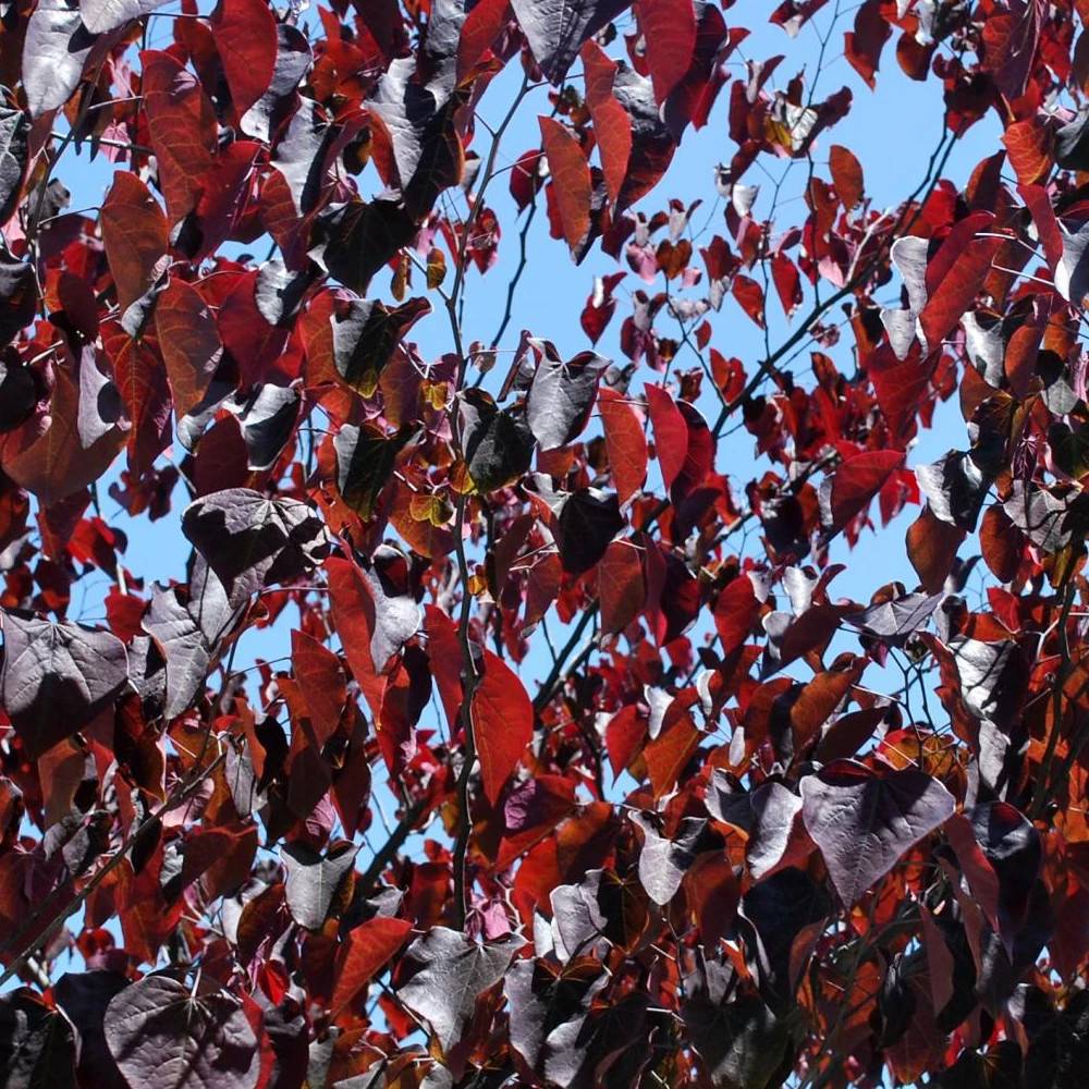 Cercis du Canada Merlot, Arbre de Judée, Gainier du Canada à fleurs Rose/ - feuillage Caduc - Pot de 15L - Baliveau