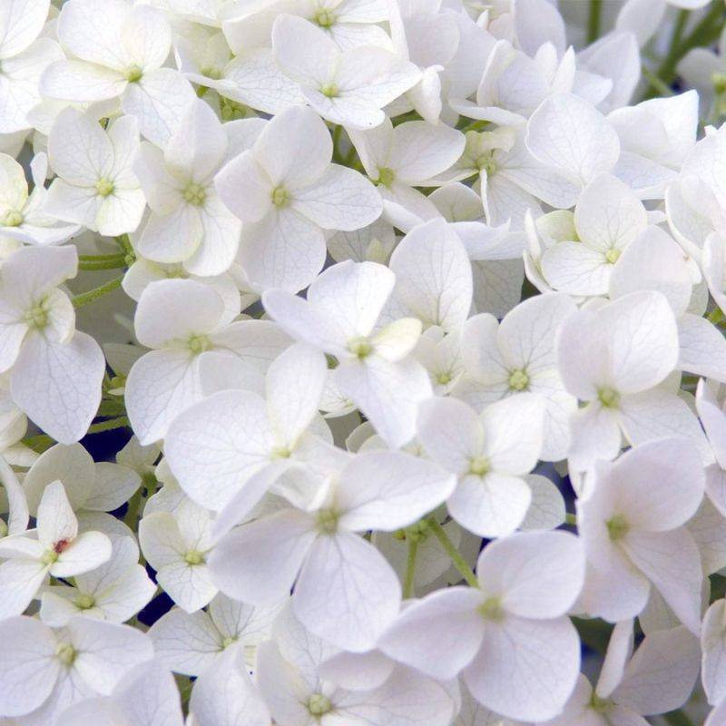 Hortensia 'Annabelle' (Hydrangea Arborescens 'Annabelle') - Godet - Taille 13/25cm - Pépinières Naudet - Image 2