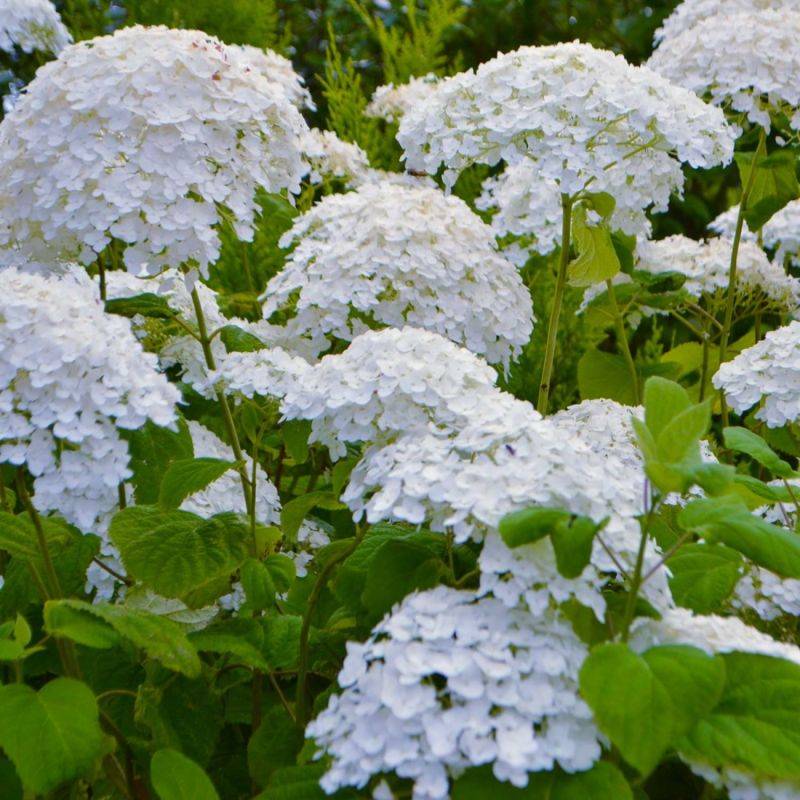 Hortensia 'Annabelle' (Hydrangea Arborescens 'Annabelle') - Godet - Taille 13/25cm - Pépinières Naudet - Image 1