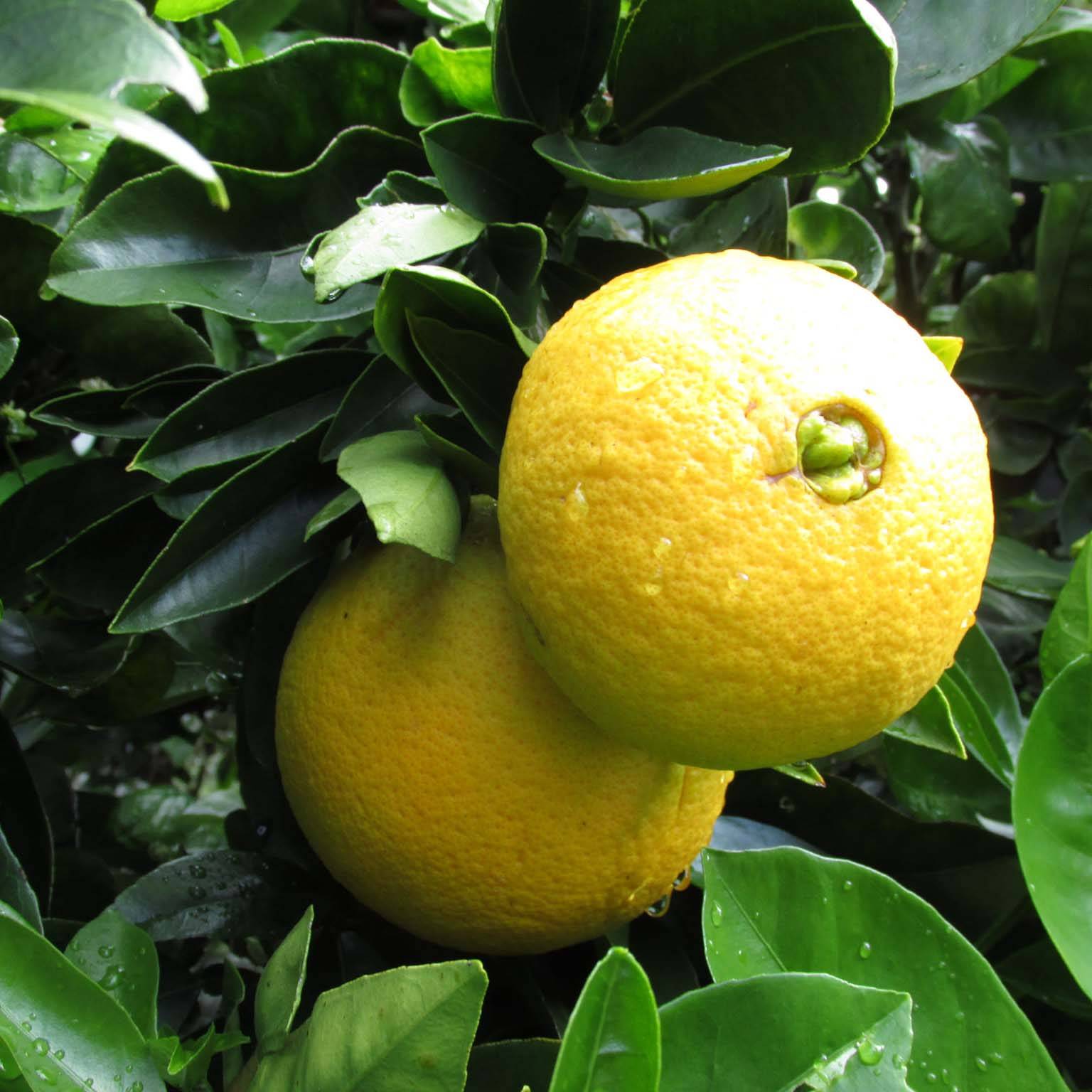 Promesse de Fleurs - Oranger - Citrus sinensis Washington Navel Pot de 4L/5L, 1/4 de tige