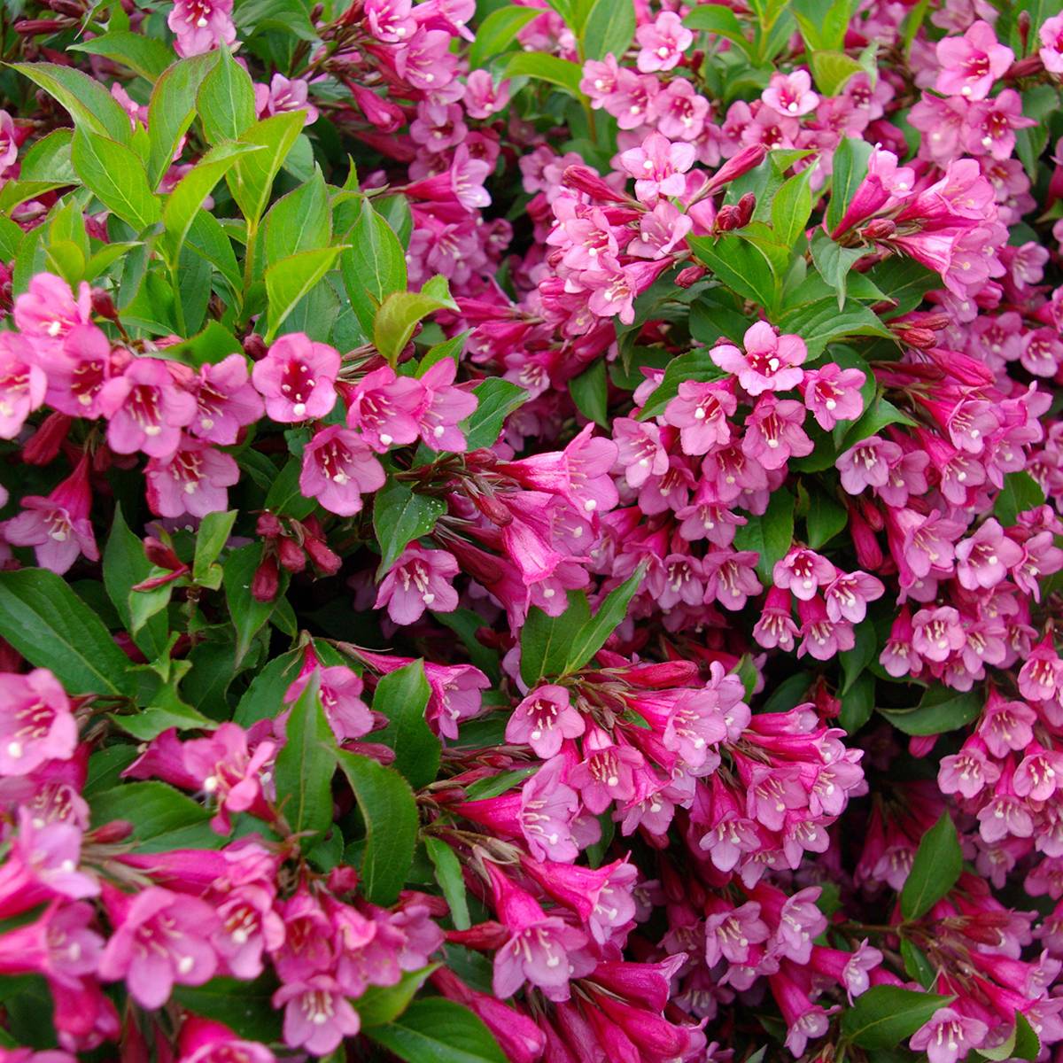 Weigela Rumba Godet de 8/9 cm