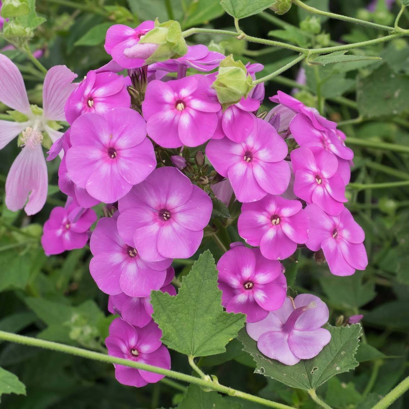 Phlox paniculata Blue Paradise Godet de 8/9 cm