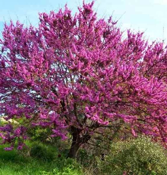 0 - Cercis siliquastrum (arbre de judée) Pot de 50L - 200/250cm - Par 6/8 cm - Image 1