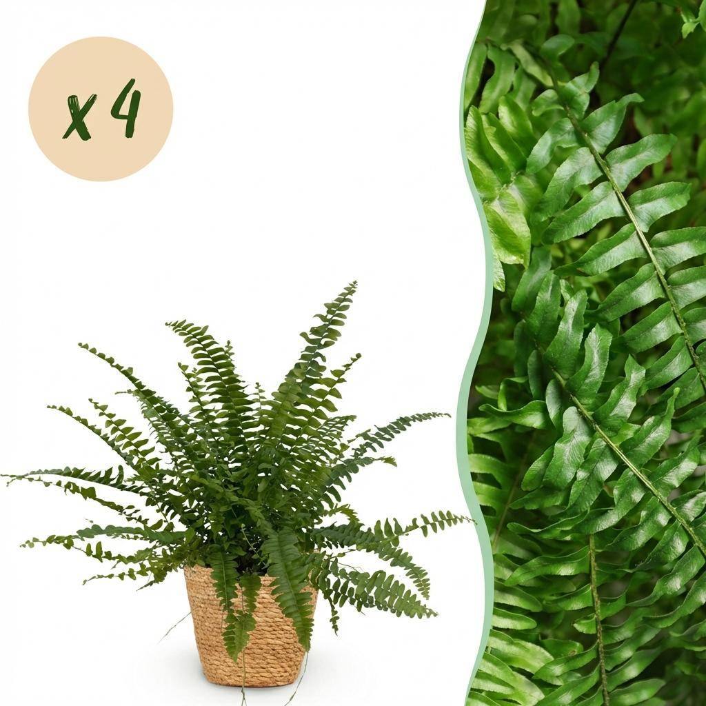 Nephrolepsis exaltata Green Lady - Pet-friendly - Pot de 12cm - Hauteur 25-30cm - 4 plantes - Panier - Plantes d'intérieur