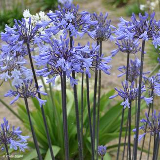 Agapanthe Graphite Blue Pot de 2L/3L