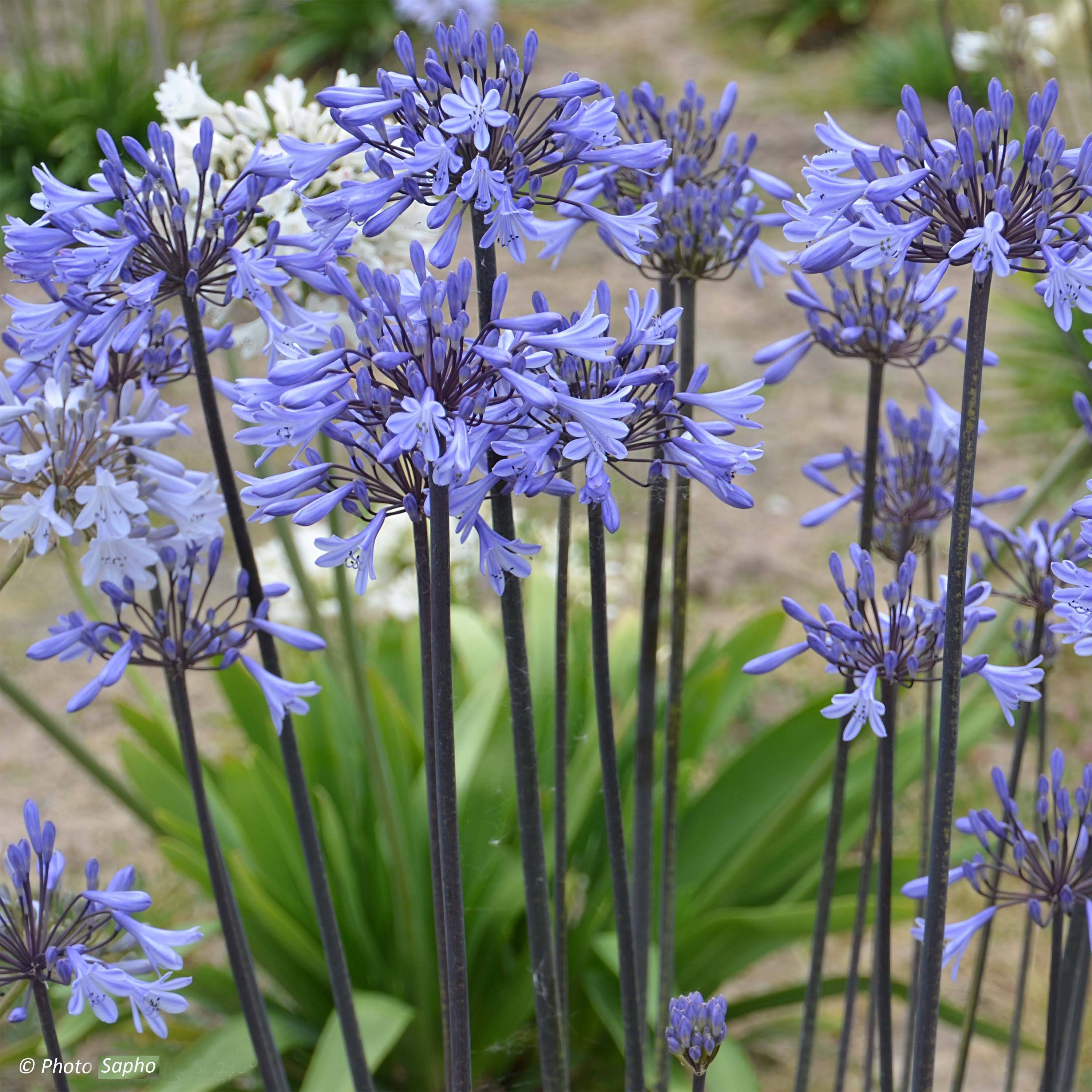 Agapanthe Graphite Blue Pot de 2L/3L