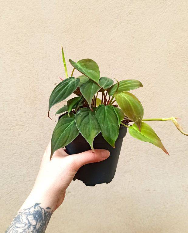 Philodendron Scandens Micans Medium D. 12cm H. 25cm - Plante d'intérieur - IndoorPoppies - Image 1