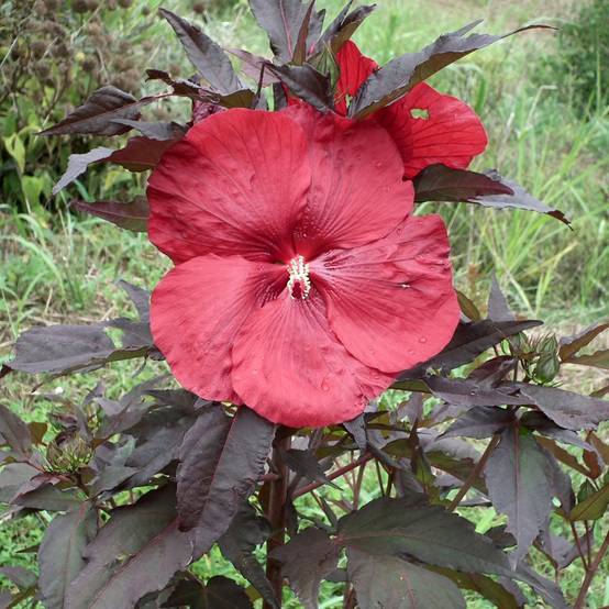 Hibiscus moscheutos Geant Red - Hibiscus des marais Pot de 3L/4L