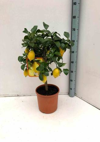 0 - Citrus limon (citronnier) Pot de 10 litres - 120/140 cm