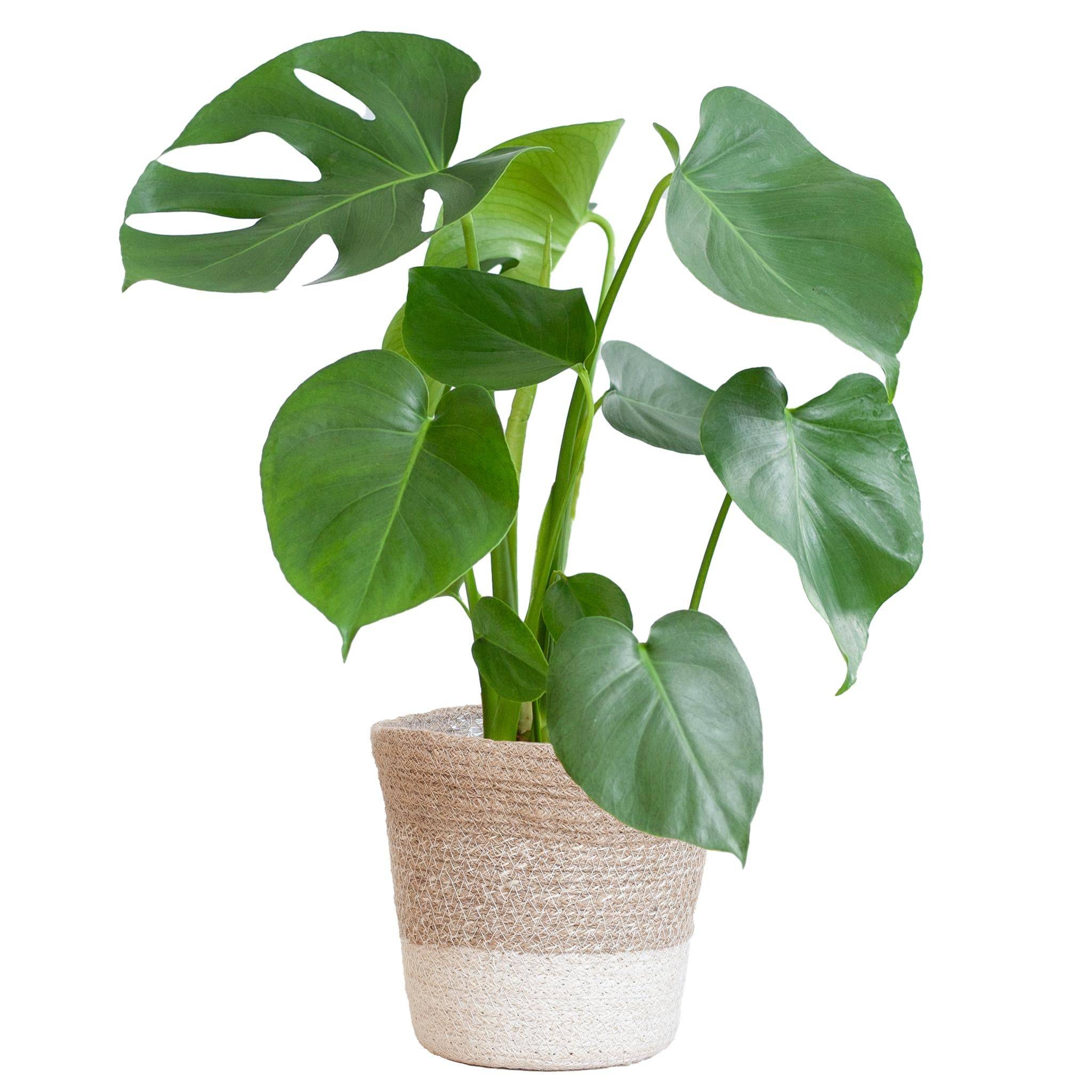 Monstera Deliciosa et son pot- La Green Touch Panier Blanc - Hauteur 50cm -  Jardiland