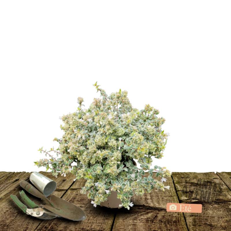 Abelia Pink Lady® 'KEYLAD', Abélia à grandes fleurs à fleurs Blanche - feuillage Persistant - Pot de 4L - 40/60 cm-  hauteur à maturité De 0,50 m à 1, - Image 3
