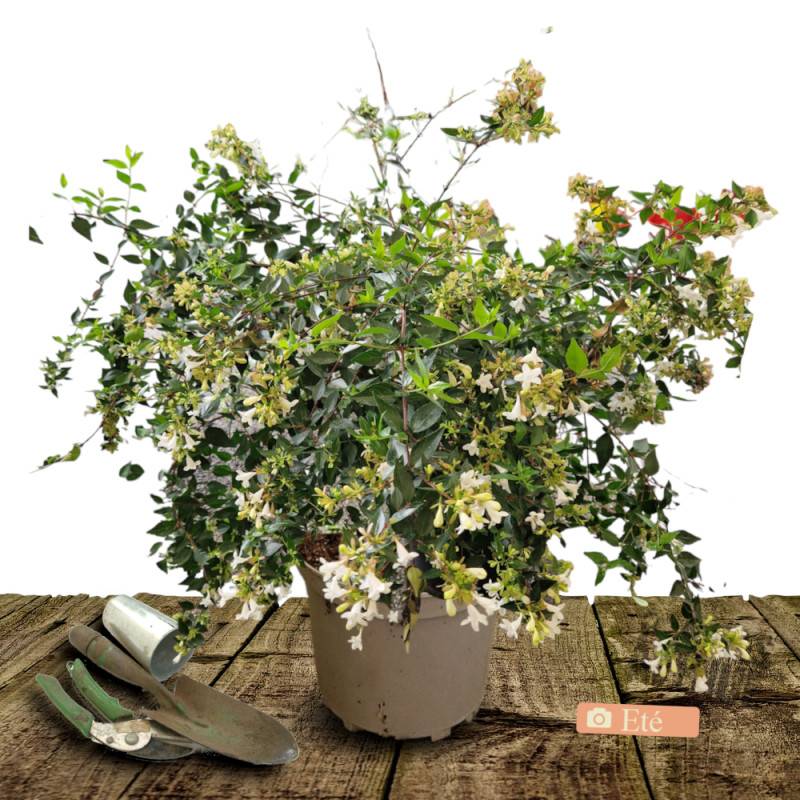 Abelia Pink Lady® 'KEYLAD', Abélia à grandes fleurs à fleurs Blanche - feuillage Persistant - Pot de 4L - 40/60 cm-  hauteur à maturité De 0,50 m à 1, - Image 8